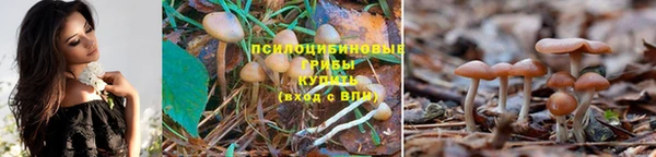 амф Пересвет