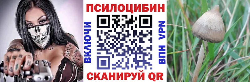 shop наркотические препараты  кракен ONION  Оленегорск  закладка  Псилоцибиновые грибы Psilocybine cubensis 